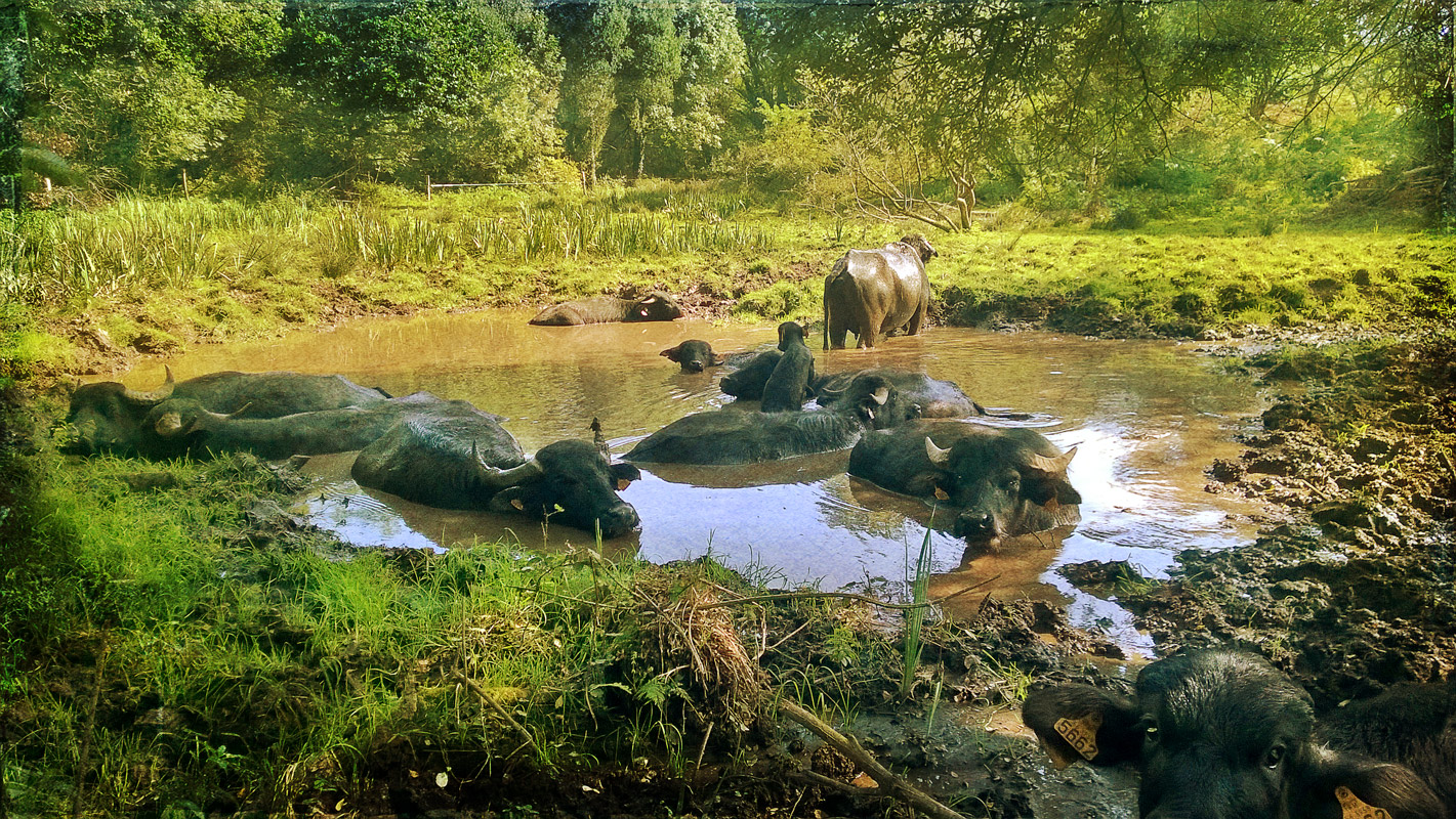 Après midi paresseux pour les buffles de la ferme du forestier