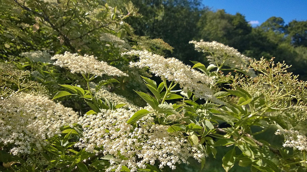 Fleurs de sureau à la ferme du forestier